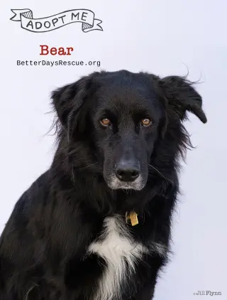BEAR
