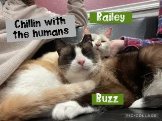 Bailey *Cyd