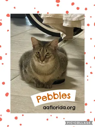 Pebbles *Cyd