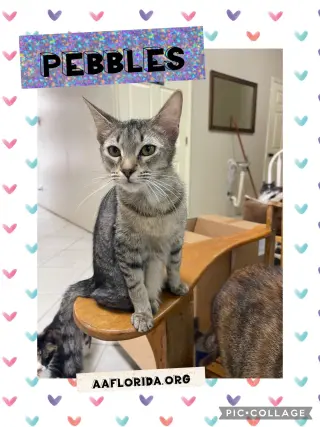 Pebbles *Cyd