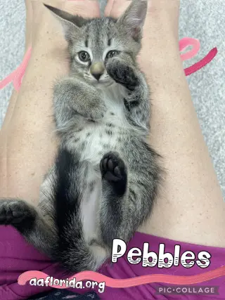 Pebbles *Cyd
