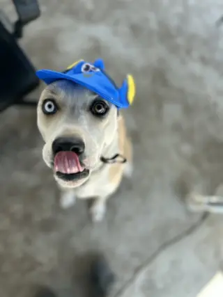 Stevie Licks