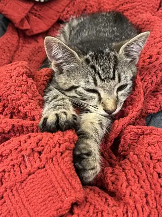 Little Boo