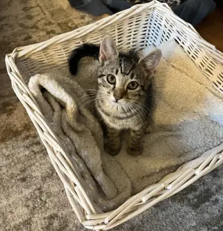 Little Boo