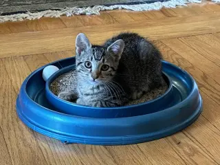 Little Boo