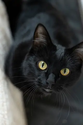 Thomas