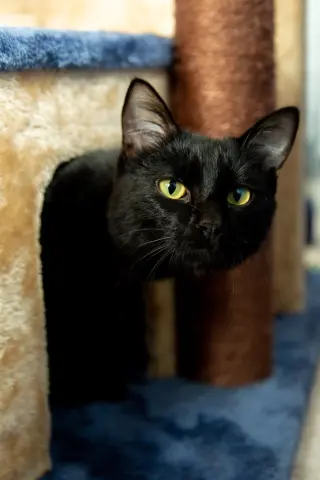 Thomas