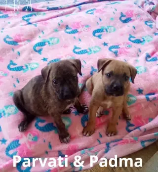Padma