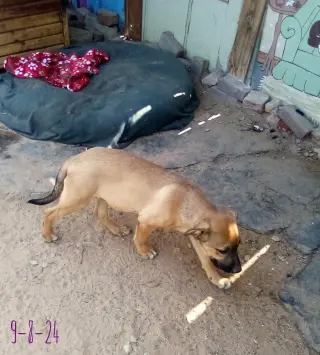Padma