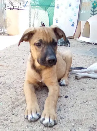 Padma
