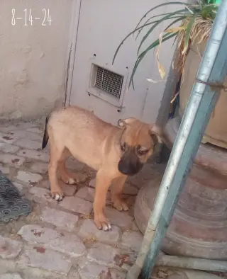 Padma
