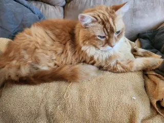 MR. ORANGE (COURTESY POST)