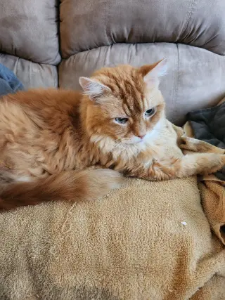 MR. ORANGE (COURTESY POST)