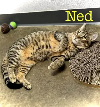 Ned