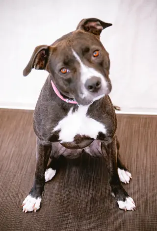 Nala