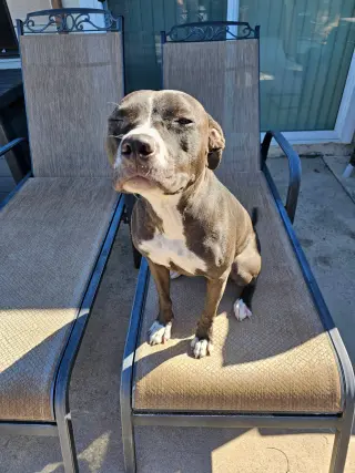 Nala
