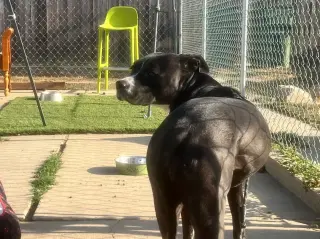 Nala