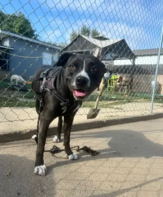 Nala