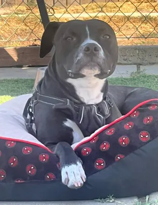 Nala