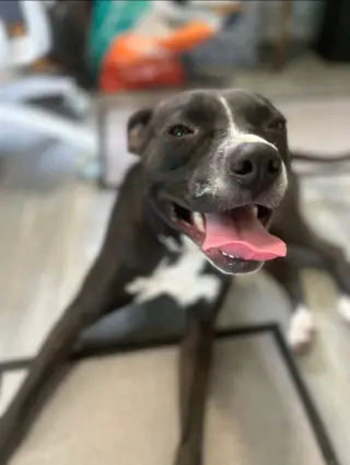 Nala