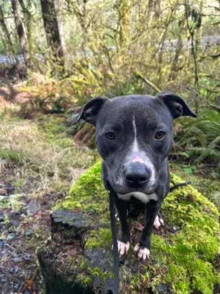 Nala