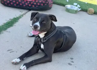 Nala