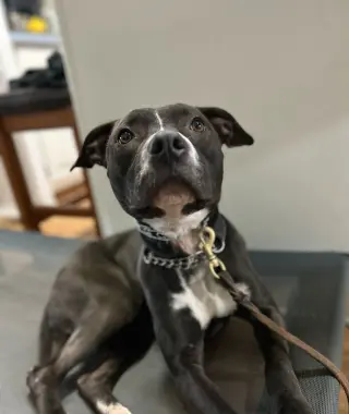 Nala