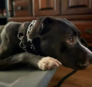 Nala