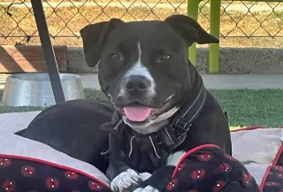 Nala