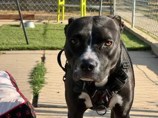 Nala