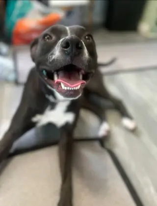 Nala