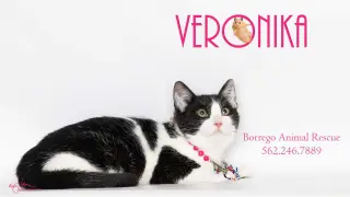 VERONIKA