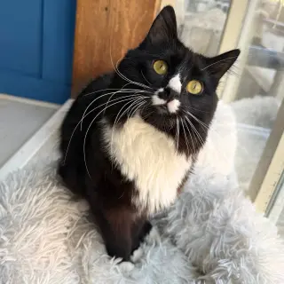 Sir