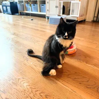Sir
