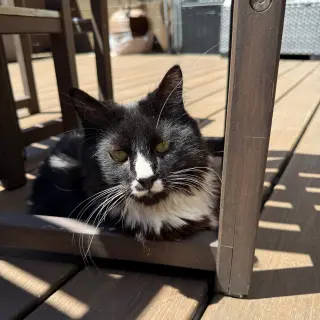 Sir