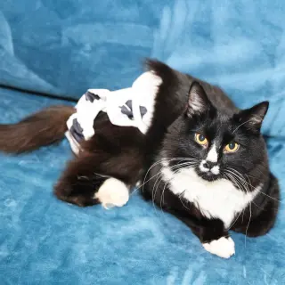 Sir