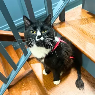 Sir