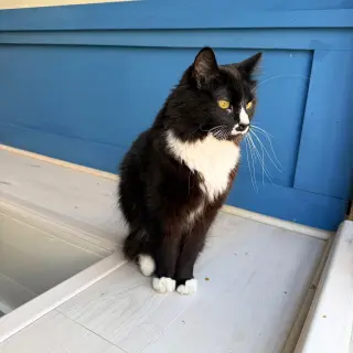 Sir