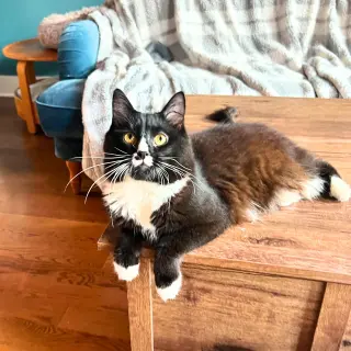 Sir
