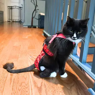 Sir