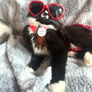 Sir