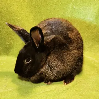 Licorice