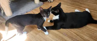 Boo