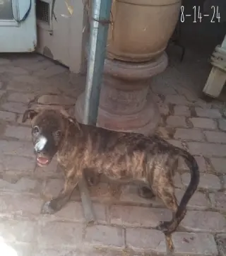 Parvati-good candidate for therapy pooch