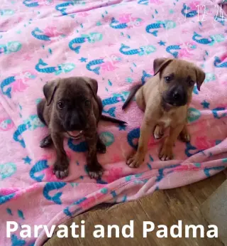 Parvati-good candidate for therapy pooch