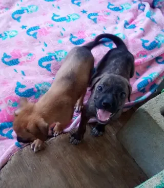 Parvati-good candidate for therapy pooch