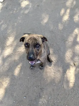 Parvati-good candidate for therapy pooch