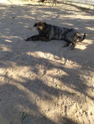 Parvati-good candidate for therapy pooch