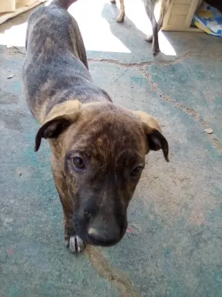 Parvati-good candidate for therapy pooch
