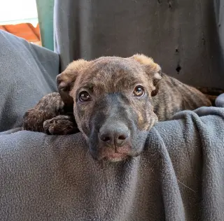 Parvati-good candidate for therapy pooch